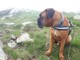 Primo Doggy Trek nel Beigua Geopark: passeggiata nei boschi a 6 zampe