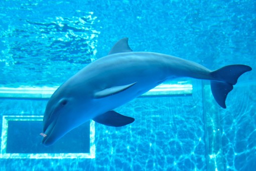 La fragilità fisiologica dei delfini