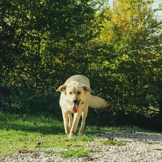 Il Male Silenzioso: Cosa Devi Sapere sulla Displasia dell'Anca nei Cani