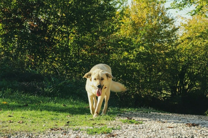 Il Male Silenzioso: Cosa Devi Sapere sulla Displasia dell'Anca nei Cani Il Male Silenzioso: Cosa Devi Sapere sulla Displasia dell'Anca nei Cani