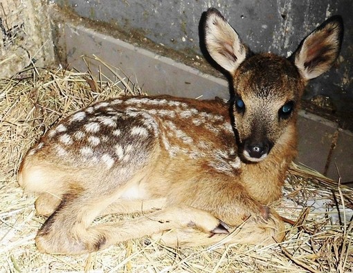 "Semplificazioni" sulla caccia: ritirati in Senato gli emendamenti. Esultano le associazioni ambientaliste "Semplificazioni" sulla caccia: ritirati in Senato gli emendamenti. Esultano le associazioni ambientaliste