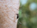 Non solo buone pratiche: partono i trattamenti anti infestazione di zanzare in tutta Genova, via anche a monitoraggio specie esotiche Non solo buone pratiche: partono i trattamenti anti infestazione di zanzare in tutta Genova, via anche a monitoraggio specie esotiche