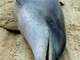 Mareggiata fatale per un delfino: spiaggiato ad Arenzano