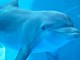 Delfino impigliato in una rete da pesca, vigili del fuoco e capitaneria in azione a Riva Trigoso