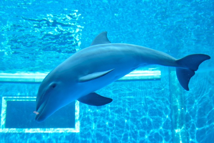 La fragilità fisiologica dei delfini