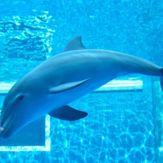 La fragilità fisiologica dei delfini