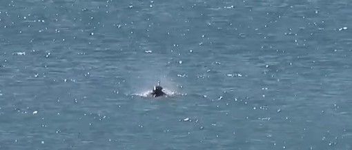 Multedo, un delfino avvistato a pochi metri dalla riva (Video)