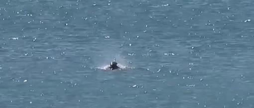 Anche il Comune di Santa Margherita Ligure al forum internazionale sul Santuario Pelagos