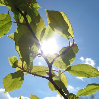 Attivazione e spegnimento del contatore gratuiti con eVISO