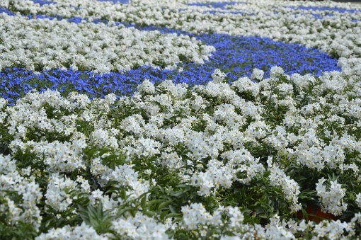 Euroflora 2018: arriva il percorso dedicato alla natura ligure per la piattaforma Exploracity Euroflora 2018: arriva il percorso dedicato alla natura ligure per la piattaforma Exploracity