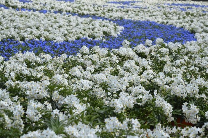 "CIV in fiore" e "Città in fiore", arrivano i premi