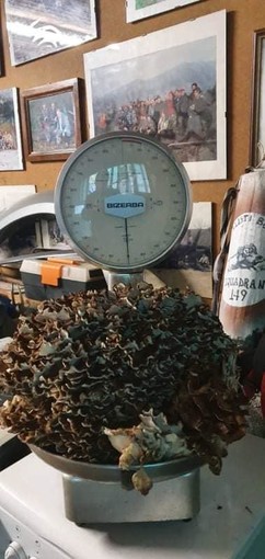 Trovato a Montoggio fungo da record