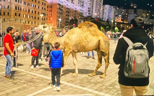 Slogan, bare, croci e... dromedari: dal Ferraris a De Ferrari i genoani celebrano il "funerale" della Sampdoria (Foto) Slogan, bare, croci e... dromedari: dal Ferraris a De Ferrari i genoani celebrano il "funerale" della Sampdoria (Foto)