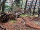 Maltempo, albero cade e sfonda una rete di contenimento nella pineta di Quezzi (Foto e Video)