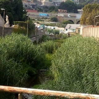 Alveo del fiume Branega come una giungla, la segnalazione di un lettore