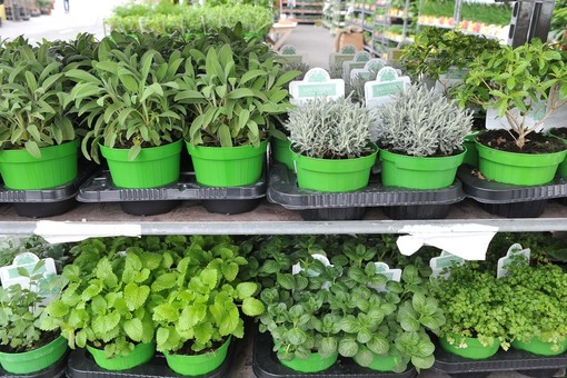 Agricoltura: 170.000 euro all’Istituto regionale floricoltura per potenziare il sistema di monitoraggio e di accertamento fitosanitario