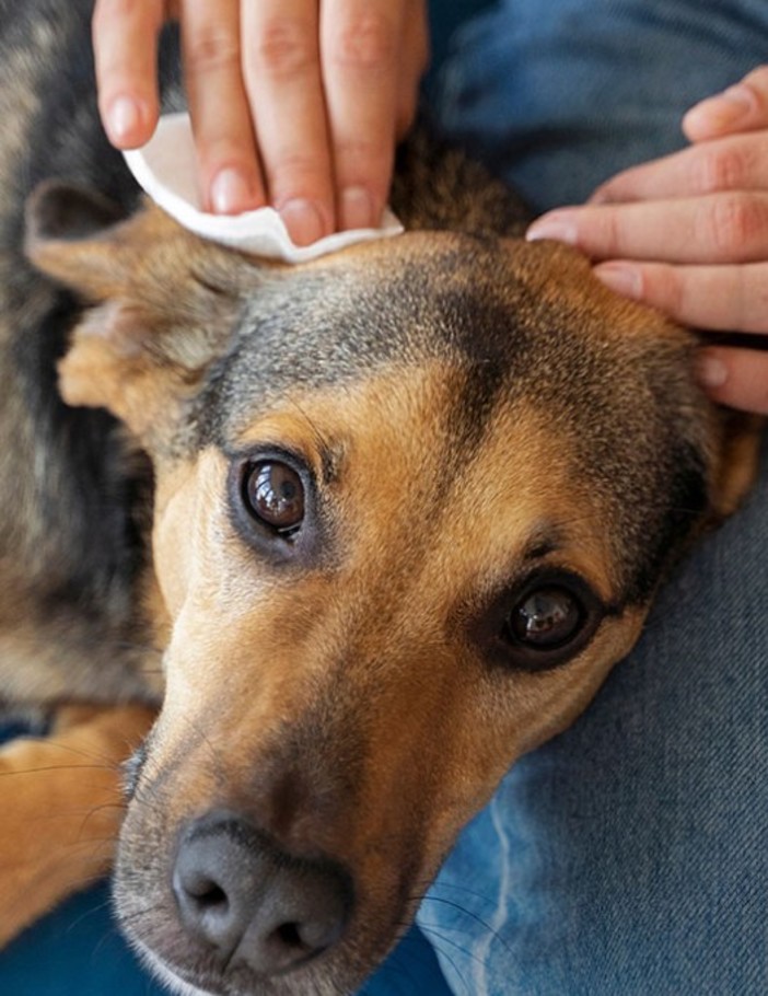 Consigli Pratici per la Cura Quotidiana degli Animali: Dall'Alimentazione alla Prevenzione dei Piccoli Incidenti Consigli Pratici per la Cura Quotidiana degli Animali: Dall'Alimentazione alla Prevenzione dei Piccoli Incidenti