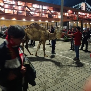 Festa Genoa, critiche per l'arrivo del dromedario, assessore Corso: "Causati stress e paura"