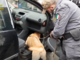 15 chili di cocaina in macchina, 26enne arrestato dalla finanza, con l'aiuto del cane antidroga (Video)