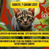 Foto Facebook Animalisti Genovesi