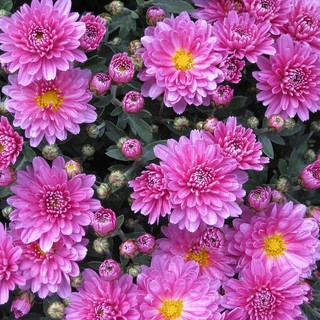 Festa dei morti, 2 italiani su 3 acquisteranno fiori. Coldiretti: "Se italiani si sostengono imprese, occupazione e territorio"