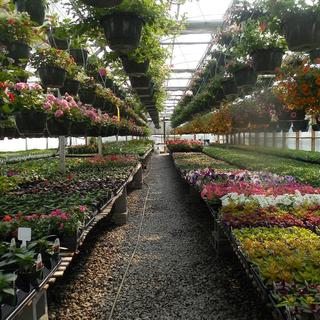 L'analisi di Coldiretti: "Come il cambiamento climatico ha trasformato la Liguria e la sua produzione florovivaistica"