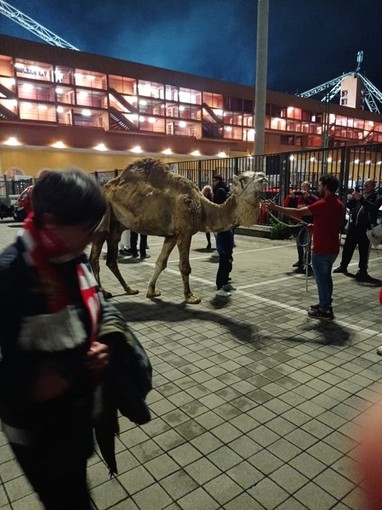 Festa Genoa, critiche per l'arrivo del dromedario, assessore Corso: "Causati stress e paura"