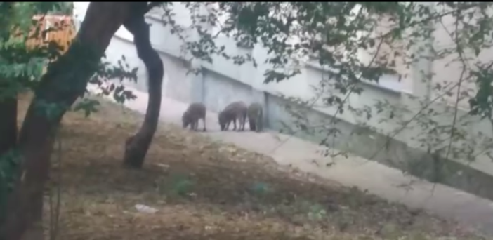 Foto Facebook Roberta Dabbono