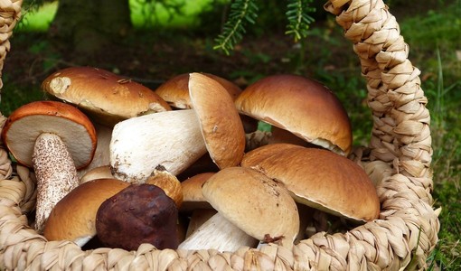 Funghi di notte nei boschi di Fontanigorda: sanzionati due giovani torinesi Funghi di notte nei boschi di Fontanigorda: sanzionati due giovani torinesi