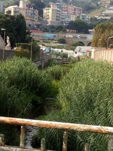 Alveo del fiume Branega come una giungla, la segnalazione di un lettore