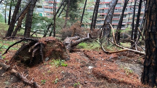 Maltempo, albero cade e sfonda una rete di contenimento nella pineta di Quezzi (Foto e Video) Maltempo, albero cade e sfonda una rete di contenimento nella pineta di Quezzi (Foto e Video)