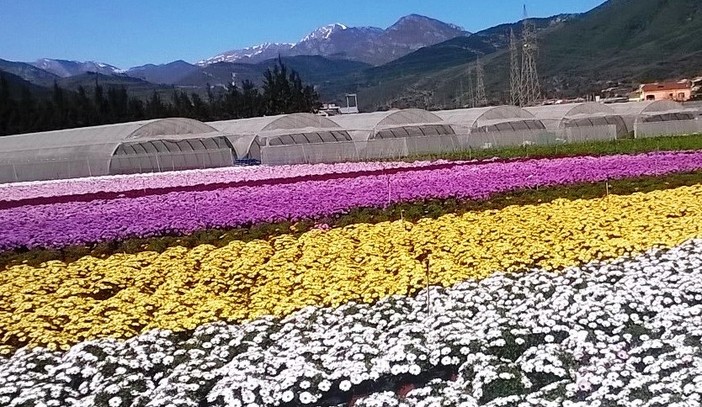 Coronavirus, Mai:"212 milioni di euro di danni per il mercato floricolo" Coronavirus, Mai:"212 milioni di euro di danni per il mercato floricolo"