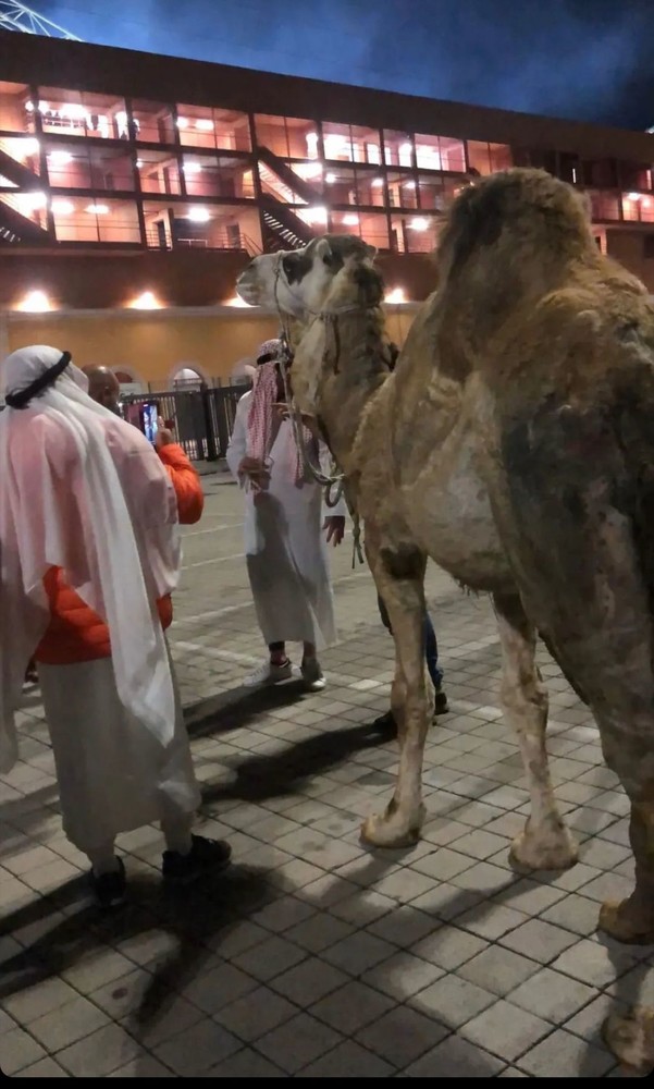 Dromedario alla festa del Genoa, la Lav: "Fatto grave che non può rimanere impunito" Dromedario alla festa del Genoa, la Lav: "Fatto grave che non può rimanere impunito"