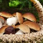 Andar per funghi senza rischi: al PUA di Chiavari torna l'appuntamento con “Bosco Sicuro” Andar per funghi senza rischi: al PUA di Chiavari torna l'appuntamento con “Bosco Sicuro”