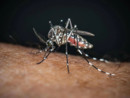 Zanzara tigre positiva al West Nile a Staglieno, ma senza rischio per la salute