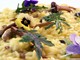 La cucina con i fiori, moda del momento o qualcosa di più? Lo chiediamo al giornalista enogastronomo Claudio Porchia