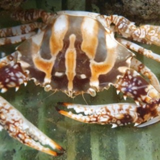 Un granchio 'alieno' pescato nelle acque di fronte alla Lanterna