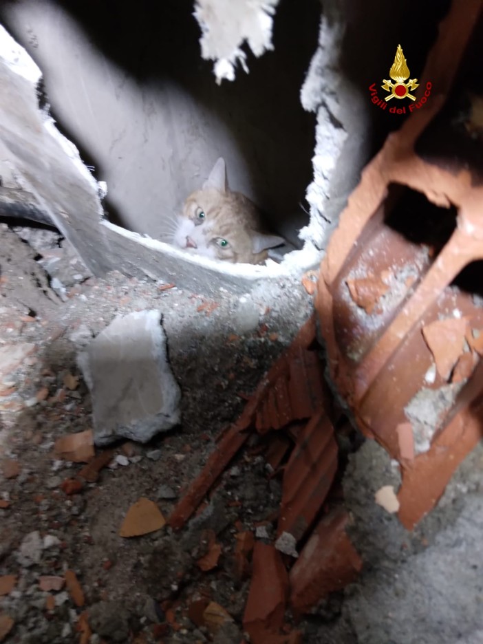 Chiavari: i Vigili del Fuoco in azione per salvare un gatto caduto in una canna fumaria