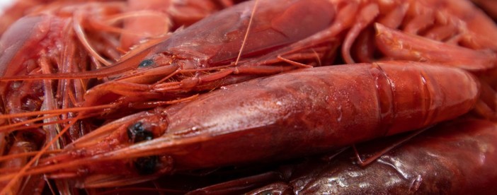 Confsal Pesca: "Bene non paralizzare le imprese ittiche liguri e comunicare come si può continuare a lavorare in emergenza" Confsal Pesca: "Bene non paralizzare le imprese ittiche liguri e comunicare come si può continuare a lavorare in emergenza"