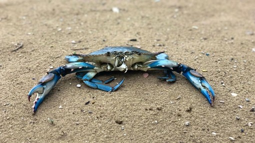 Invasione del granchio blu anche nel Mar Ligure, Coldiretti lancia la "guerra a tavola" Invasione del granchio blu anche nel Mar Ligure, Coldiretti lancia la "guerra a tavola"