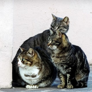 Verso l’apertura del primo gattile comunale a Genova