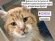 Non c’è pace per il gatto Sugar, l’adozione è sempre più inaccessibile