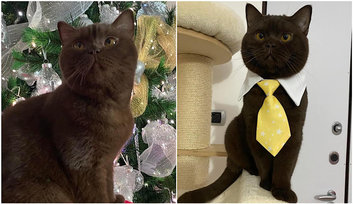 Appello per salvare il gattino Bruno: “Necessita di trasfusioni, ma cerchiamo una cura per il suo midollo”