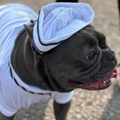 Tutti pazzi per Gegia, il bulldog francese mascotte della Marina Militare