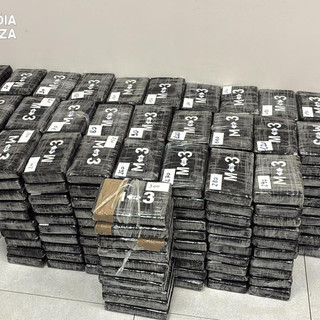 Cocaina nel container di platani, maxi sequestro al porto di Vado: 340 chili per un valore di 120 milioni Cocaina nel container di platani, maxi sequestro al porto di Vado: 340 chili per un valore di 120 milioni
