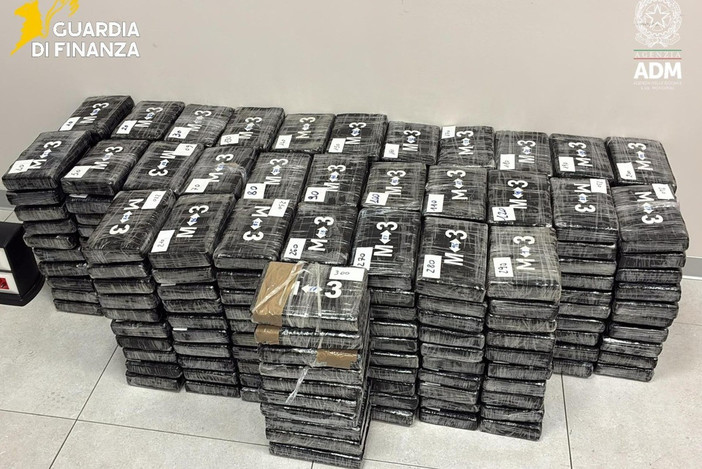 Cocaina nel container di platani, maxi sequestro al porto di Vado: 340 chili per un valore di 120 milioni Cocaina nel container di platani, maxi sequestro al porto di Vado: 340 chili per un valore di 120 milioni