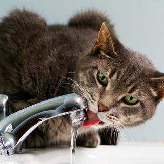 Foto d'archivio (Pixabay)