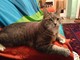 Pegli, furto in casa sventato dal gatto di famiglia, Dumbo mette in fuga i ladri