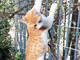La storia di Riff: il gattino rosso a spasso tra Chiavari e Genova, smarrito a Levante e ritrovato in centro città grazie a un gruppo Facebook