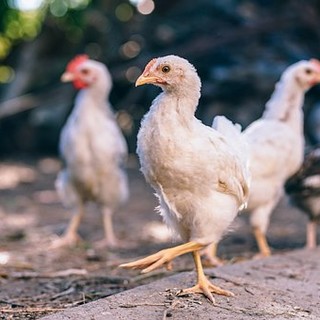 L'OMS lancia l'allarme: "In arrivo epidemia di aviaria", Bassetti: "Ha una mortalità di oltre il 50%"